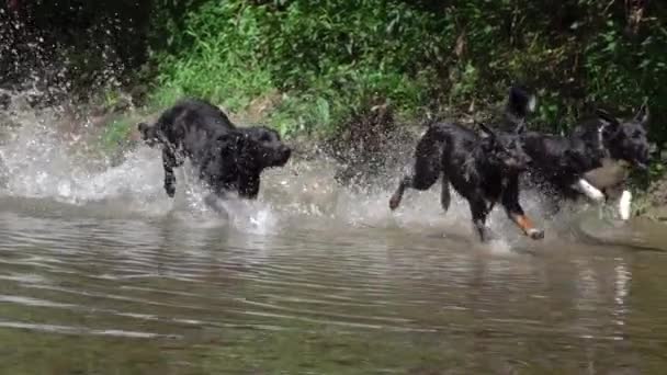 慢动作特写俏皮的小狗与闪亮的黑色毛皮运行在浅河在绿色森林 河水飞溅 幼犬互相追逐 小狗在冷水中享受夏天 — 图库视频影像