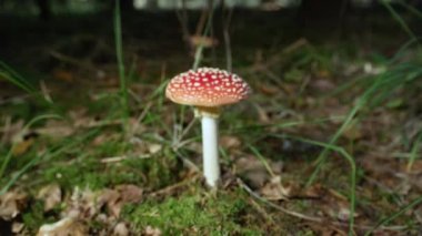 Defocused Track-In, Close Up: Güzel kırmızı mantar amanita muscaria sonbahar ormanda derin büyüyen. Sonbaharda yosunlu orman lık arazide zehirli mantar. Güneşli sonbahar gününde büyük mercan kırmızı mantar.