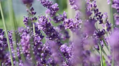 Dof, Makro, Close Up: Arı nektar hasat için kokulu çiçekleri etrafında uçar gibi yaz esintisi salınım lavanta sapları. Güzel lavandula çalı toplamak için çalışkan arılar için polen sağlayan
