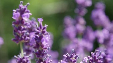 Dof, Makro, Close Up: Lavanta çiçekleri hafifçe güneşli yaz gününde Fransız Provence hafif yaz esintisi sallayın. Güneşte pitoresk doğal sahne oluşturma vahşi aromatik mor bitki çiçekleri Eğilerek