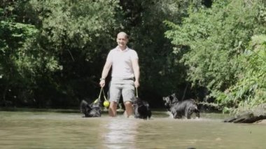 Slow Motion: Genç adam onun üç köpek ile oynarken açık havada onun zaman zevk. Sınır colie sahibi sıcak bir yaz günü nehir kenarında eğleniyor. Topu kovalayan suyun etrafına sıçrayan oyuncu tazılar.