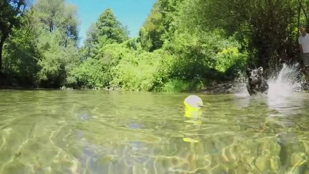 慢动作 弗里斯基黑边框科利从森林河流中取黄球 顽皮的小狗潜入浑浊的水 取回玩具球 由主人抛出 年轻的狗泼水 — 图库视频影像