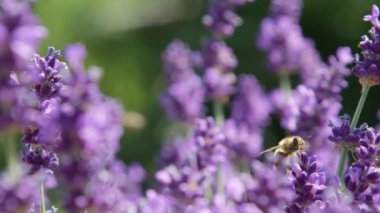 Dof, Makro, Close Up: Küçük arı polen için hasat sonra yemyeşil mor lavanta çiçek kapalı uçar. Provence Çalışkan arı nektar ve tozlaşma toplamak için başka bir lavanta çalı kapalı uçar.
