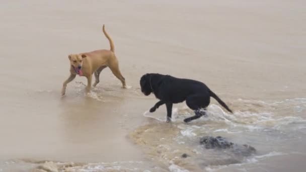 慢动作 棕色的狗在与黑色小狗玩耍后摇动湿衣 两只狗在沙滩上追逐和奔跑 飞天幼犬在沙滩上享受夏天 周围没有人 — 图库视频影像