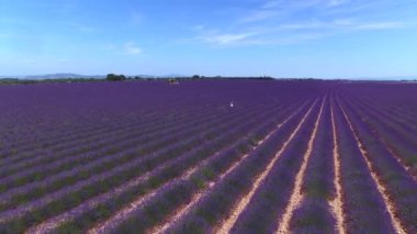 Hava Düşük Açı: Genç kadın lavanta kokulu alanda gezinme. Kadın turist gelişen leylak lavandula bitkilerhayran. Açık yaz gününde çarpıcı Fransız çiçek lenme kırsal.