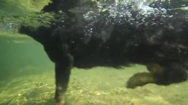 슬로우 클로즈업 화창한 강에서 유쾌한 강아지 상쾌한 숲에서 수영하는 사랑스러운 — 비디오