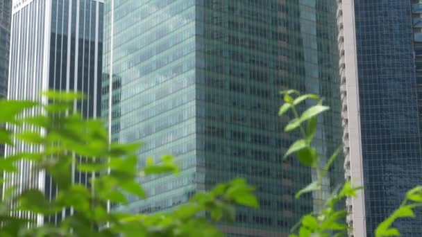 特写当代玻璃摩天大楼背后沙沙作响的绿树叶在大城市 城市公寓楼俯瞰大都市市中心的绿色公园 树叶在风中摇曳 — 图库视频影像