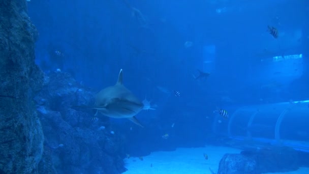 新加坡水族馆展示一个装满游泳鲨鱼和其他水生动物的鱼缸 大型动物被圈养 鱼在鲨鱼中游泳 — 图库视频影像