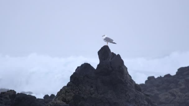慢动作 海鸥站在大黑岩上 在冲击波前 海浪冲进岩石海滩 而小鸟在清新的早晨环顾四周 鸟在海上的凉爽慢动作 — 图库视频影像