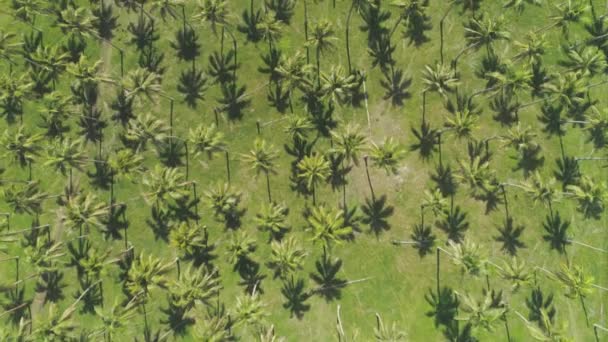 Vliegen Boven Prachtige Rijstveld Weelderige Groene Palmboom Jungle Met Verbazingwekkende — Stockvideo