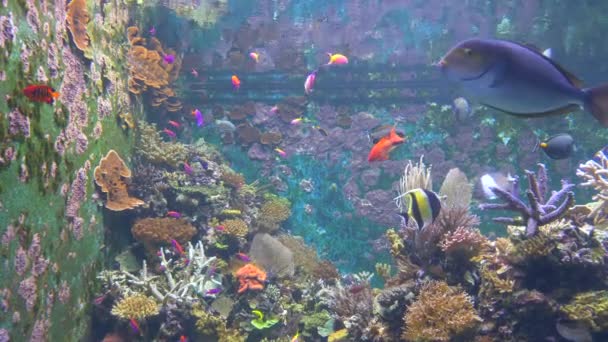 Acuario Mostrando Hermoso Tanque Agua Lleno Peces Variedad Colores Criaturas — Vídeos de Stock