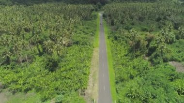 Hava: Yalnız araba ve güç hattı egzotik adada boş asfalt yol boyunca hareket. Yemyeşil bitki örtüsü Vanuatu güneşli beton yol çevreler. Aşırı büyümüş doğaya yükselen sayısız palmiye ağacı.