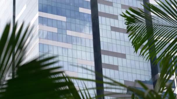 Close Іржаві Листя Пальми Перешкоджають Перегляду Висотних Офісних Будівель Дивовижні — стокове відео