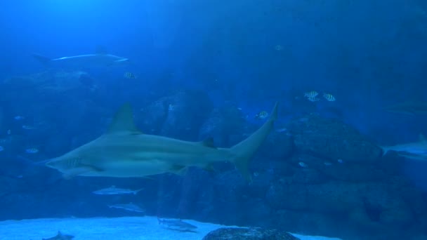 Acuario Singapur Mostrando Una Pecera Llena Tiburones Nadadores Otros Animales — Vídeos de Stock