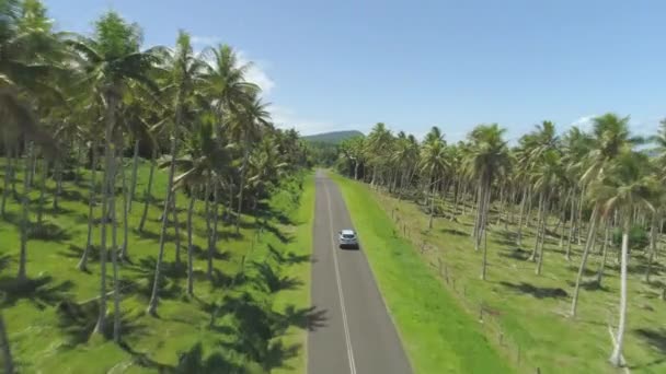 Antenne Auto Fährt Idyllischen Palmenplantagen Und Einsamen Hütten Sonnigen Tagen — Stockvideo