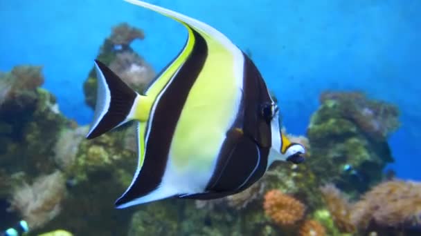 Acqua Chiudi Bellissimo Pesce Angelo Bianco Nero Che Nuota Vicino — Video Stock