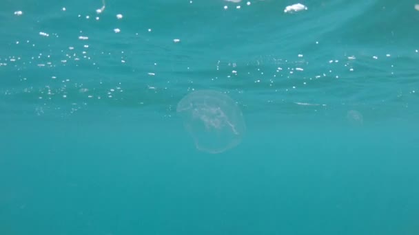 Pod Vodou Zavřít Úchvatné Tyrkysové Mořské Vodě Plavou Dvě Malé — Stock video