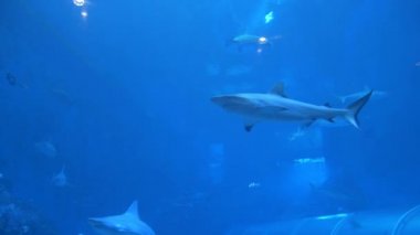 Singapur Akvaryum yüzme köpekbalıkları ve diğer su hayvanları dolu bir akvaryum gösteren. Büyük hayvanlar esaret altında yaşama hapsedildi. Köpekbalıkları arasında yüzen balıklar