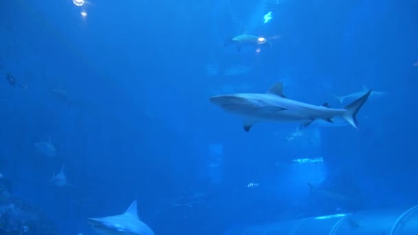 Acuario Singapur Mostrando Una Pecera Llena Tiburones Nadadores Otros Animales — Vídeo de stock