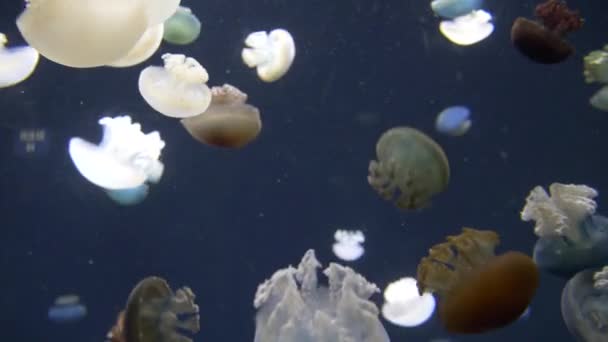 Πολυάριθμες Ζελέ Γαλάζιας Θάλασσας Κολυμπούν Γύρω Ένα Βαθύ Γαλάζιο Δοχείο — Αρχείο Βίντεο