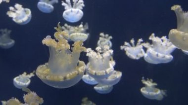 Sualtı Close Up: Huzurlu Mavi Deniz Jellies kendi doğal yaşam alanında yüzen Bloom. Çok sayıda parlayan denizanası derin mavi okyanus suyu etrafında yüzüyor. Büyüleyici ve tehlikeli deniz canlıları.