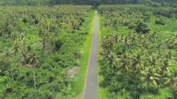 飞越孤独的行人和汽车 沿着小路穿过茂密的丛林 壮观的镜头的人走在路上 被高大的棕榈树和过度生长的植被包围 — 图库视频影像