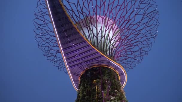 Düşük Açı Yakın Çekim Güzel Supertree Popüler Turistik Büyüyen Akşam — Stok video