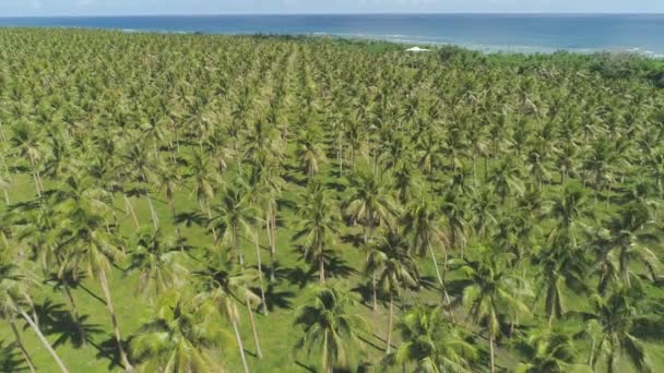 Letí Nad Oslňovnou Rýžovou Polí Svěží Zelené Palmové Džungli Úžasným — Stock video