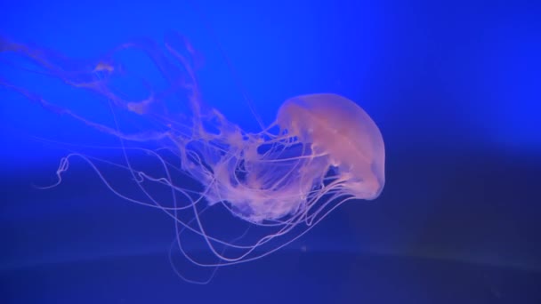 Impresionantes Medusas Translúcidas Nadando Una Pecera Azul Profundo Criatura Acuática — Vídeos de Stock