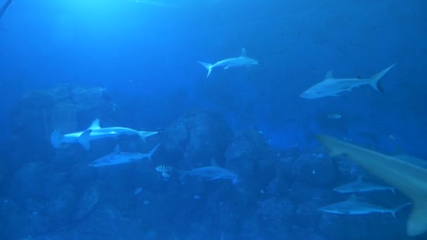 水泳サメや他の水生動物でいっぱいの水槽を表示する水族館 大きな動物は監禁中の生活に閉じ込められた サメの間で泳ぐ魚 — ストック動画