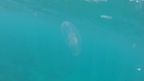 クローズアップ 驚くべき透明クラゲは 透明な海の周りにホバリング 晴れた日に静かな熱帯の海で泳ぐ単一クラゲの美しいクローズアップ 素晴らしい海洋動物 — ストック動画
