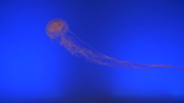 令人惊叹的半透明水母在深蓝色的鱼缸中游来游去 伞形水生生物漂浮在水族馆 带触角的动物捕捉猎物或防御 — 图库视频影像