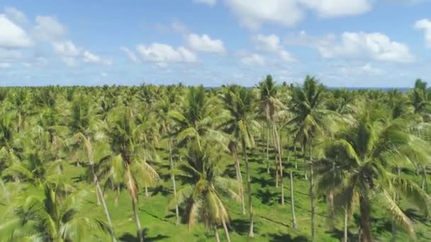 在郁郁葱葱的棕榈树丛林里 在令人惊叹的稻田之上飞行 远处有令人惊叹的巴图尔火山 华丽的水稻种植园露台田 特加拉朗 巴厘岛 — 图库视频影像