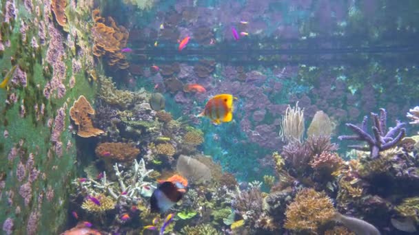 Aquarium Mit Einem Schönen Wasserbecken Das Mit Fischen Verschiedenen Farben — Stockvideo