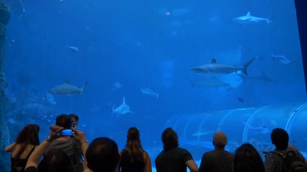 シンガポール 2017年10月 水族館シンガポールの訪問者は 巨大な魚の水槽で泳ぐ大きなサメを見て 水生野生動物の写真を撮る興奮した観光客 娯楽のための捕獲された動物 — ストック動画