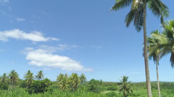 在太平洋群岛的完美夏日 在平静的棕榈树之间飞翔 棕榈树檐篷向晴朗的蓝天延伸的令人叹为观止的镜头 令人敬畏的宁静丛林自然 — 图库视频影像