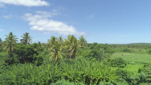 Aerial Cielo Azul Soleado Infinito Rodea Selva Crecimiento Denso Isla — Vídeos de Stock