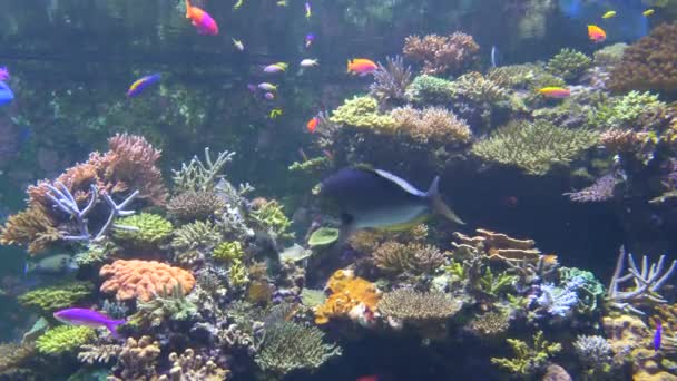 Acuario Mostrando Hermoso Tanque Agua Lleno Peces Variedad Colores Criaturas — Vídeo de stock