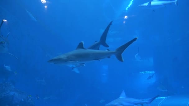 Aquarium in Singapore mit einem Aquarium voller schwimmender Haie und anderer Wassertiere. Große Tiere, die in Gefangenschaft leben. Fische schwimmen zwischen Haien