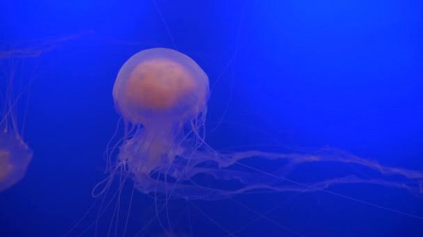 Impresionantes Medusas Translúcidas Nadando Una Pecera Azul Profundo Criatura Acuática — Vídeo de stock