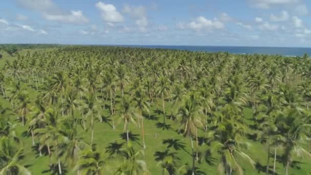 Aerial Cerrar Sobrevolando Impresionante Plantación Palmeras Ubicada Remota Isla Tropical — Vídeo de stock