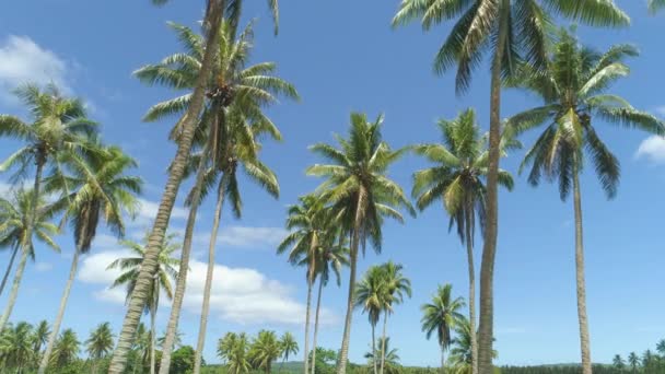 Aerial Tall Coconut Tree Canopies Sway Gentle Tropical Summer Breeze — Stock Video