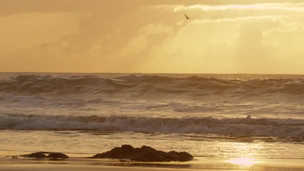 Slow Motion Lone Seagull Segling Över Lugna Havet Den Gyllene — Stockvideo