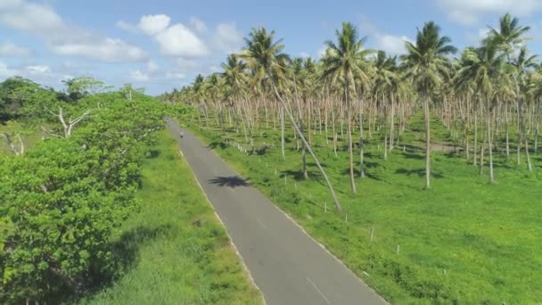 Antenne Fliegen Über Schmale Asphaltstraße Der Nähe Der Schönen Palmölplantage — Stockvideo
