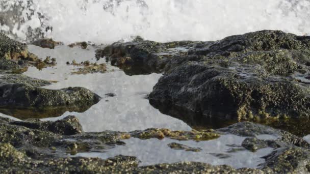 スローモーション 透明な海水で洗浄された藻類で覆われた黒い岩を閉じます 大波が岩の岸に衝突する 水をはねて 日当たりの良いビーチで鋭い黒い岩から藻類をきれいにする — ストック動画