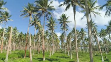 AERIAL: Rows of beautiful tall palm trees flutter in light summer winds. Concerning number of palm oil trees replace tropical rainforest in the Pacific Islands. Stunning plantation on sunny summer day