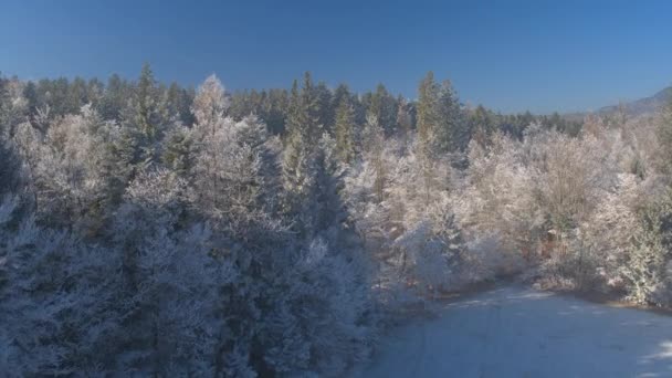 Antenne Aus Nächster Nähe Flug Über Schönen Weißen Eisigen Wald — Stockvideo