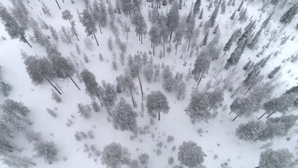 Aerial Fechar Voando Através Pinhal Místico Coberto Neve Fresca Dia — Vídeo de Stock