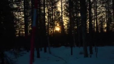 Altın ışık günbatımında yoğun karlı ladin ormanda orman yolu boyunca sürüş. Gün batımında güzel buzlu ormanlık siluetli çam ağaçları. Finlandiya'da güneşli bir akşamda Backcountry wilderness