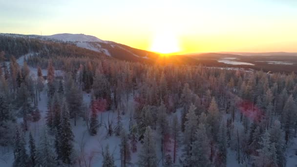 Aerial Close Flying Frozen Pine Trees Winter Forest Golden Sunset — Stock Video